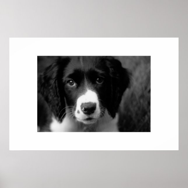 Poster L'amour des chiots (Devant)