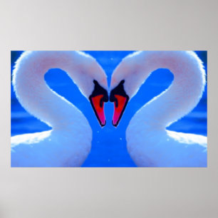 Poster L'Amour Du Cygne, Coeur Romantique En Forme De Cou