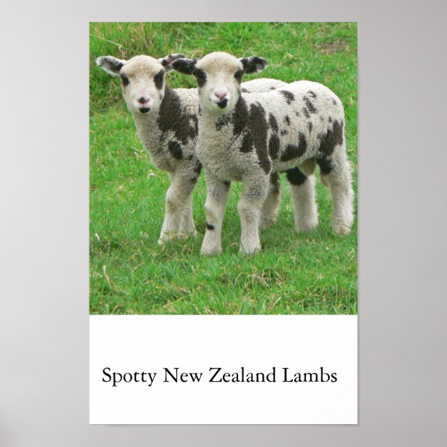 Poster Lampes NZ (Devant)