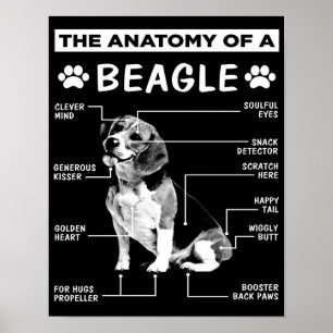 Poster L'anatomie Chien Beagle Chien drôle