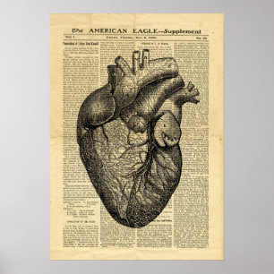 Poster l'anatomie du coeur humain dans un journal