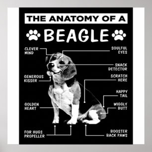 Poster L'Anatomie D'Un Chien Beagle