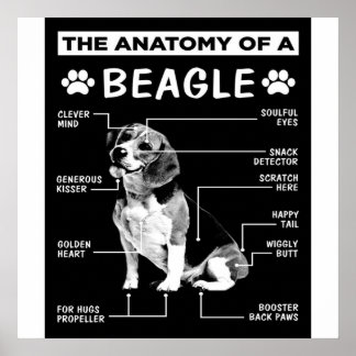 Poster L'Anatomie D'Un Chien Beagle