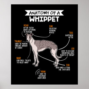 Poster l'anatomie d'un chien blanc un cadeau d'amoureux d