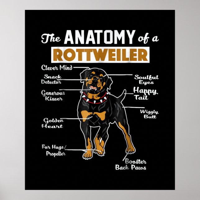 Poster L'Anatomie D'Un Rottweiler | AMOUREUX DES CHIENS C (Devant)