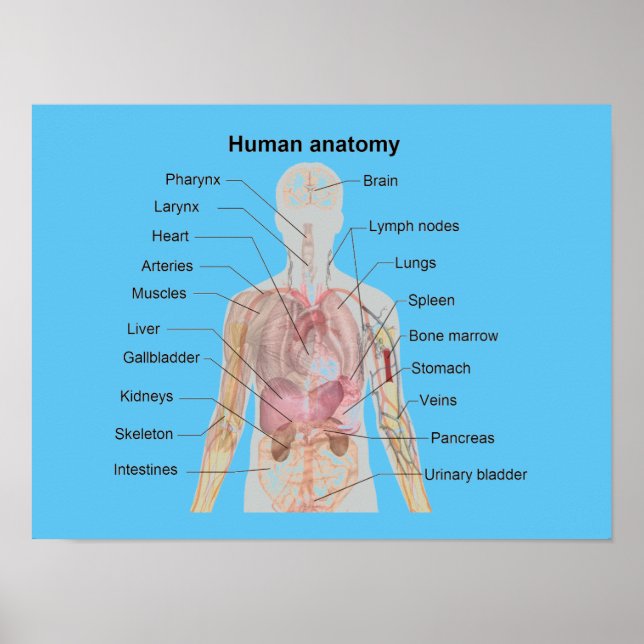 Poster L'anatomie humaine (Devant)