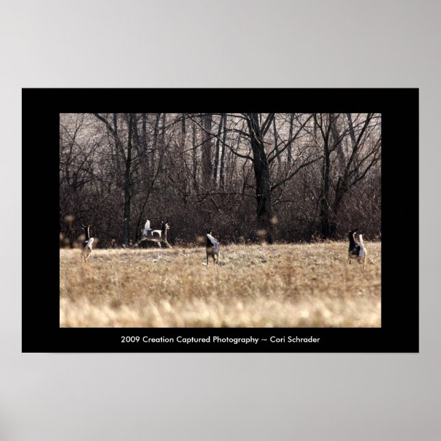 Poster Lancer l'affiche Whitetail (Devant)