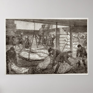 Poster Landing Australian Frozen Meat