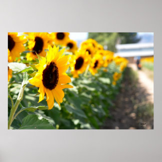 Poster Lane des tournesols