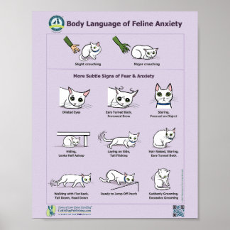 Poster Langage du corps de l'anxiété Feline