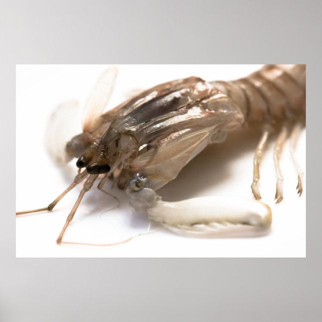 Poster Langoustine (Devant)