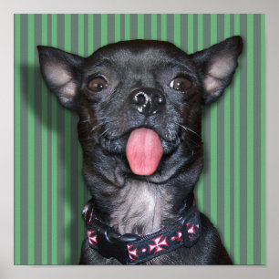 Poster Langue Chihuahua Chien