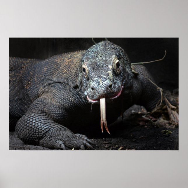Poster langue de dragon komodo baver (Devant)