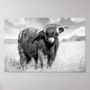 Poster Langue de vache Highland lécher noir et blanc