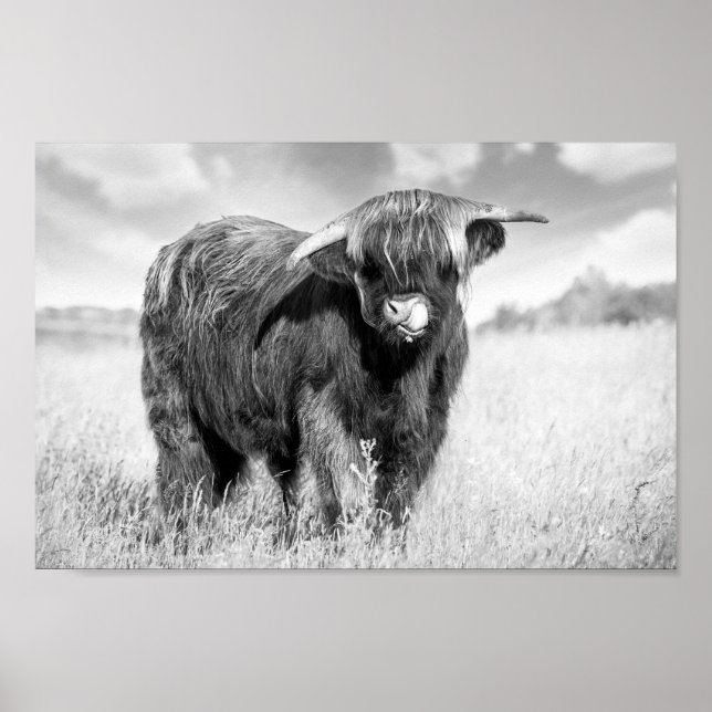 Poster Langue de vache Highland lécher noir et blanc (Devant)