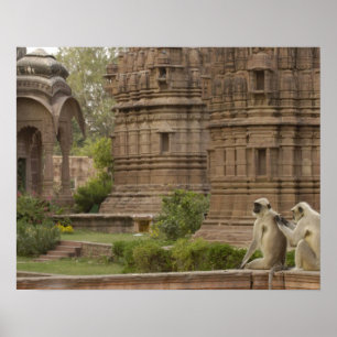 Poster Langurs d'Hanuman ou langur commun