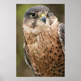 Poster Lanner Falcon