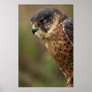Poster Lanner Falcon 2