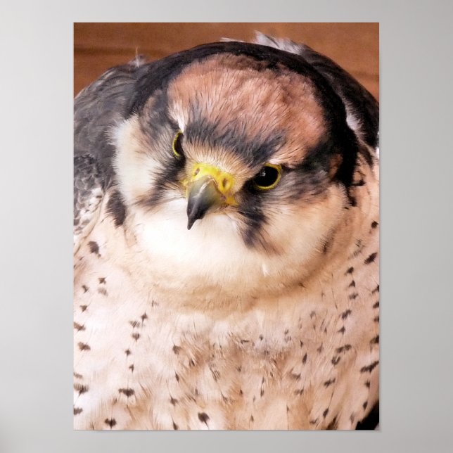 POSTER LANNER FALCON BIRD (Devant)