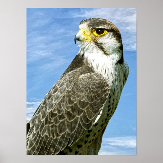Poster Lanner Falcon perché (Devant)