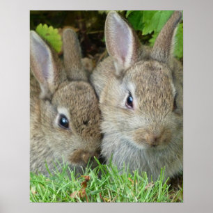 Poster Lapin