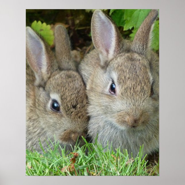 Poster Lapin (Devant)