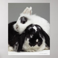 Lapin à oreilles naines penché au-dessus de la lop