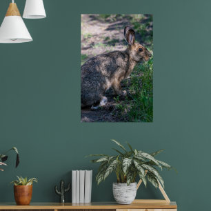 Poster Lapin Brown, Repos dans la nature
