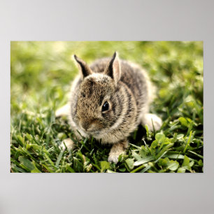 Poster Lapin de bébé
