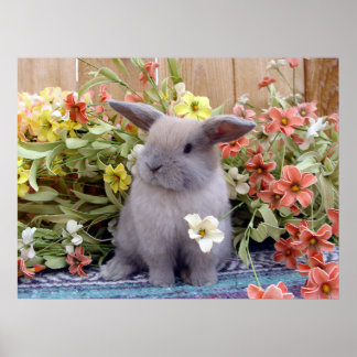 Poster Lapin de Holland Lop sur un