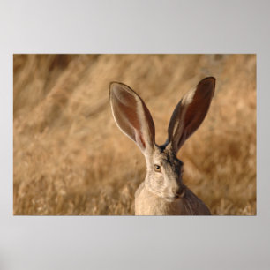 Poster Lapin de Jack avec la grande copie d'affiche de