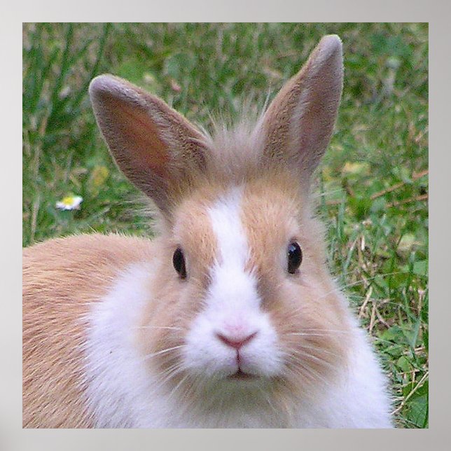 Poster lapin doux (Devant)