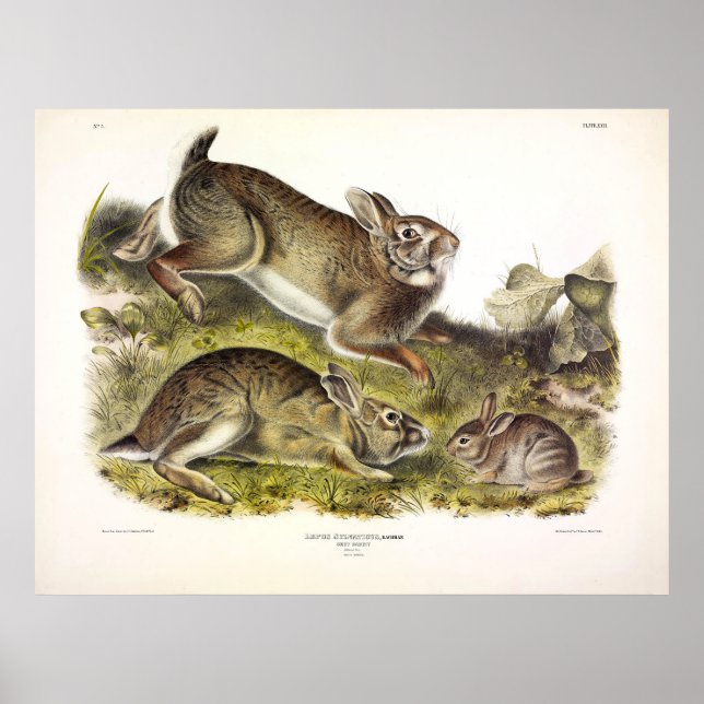Poster Lapin gris / Cottontail oriental par Audubon (Devant)
