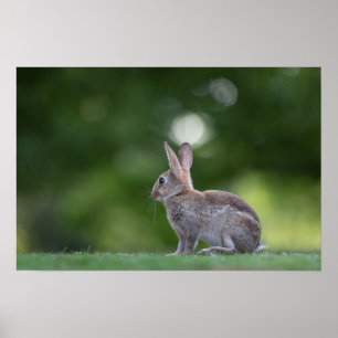 Poster Lapin Lapin Photo Faune