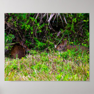 Poster Lapin lapins mignonne nature
