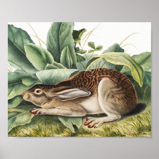 Poster Lapin lièvre à queue noire (Lepus negricaudatus) (Devant)