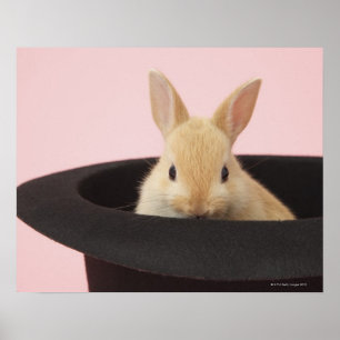 Poster Lapin Magique