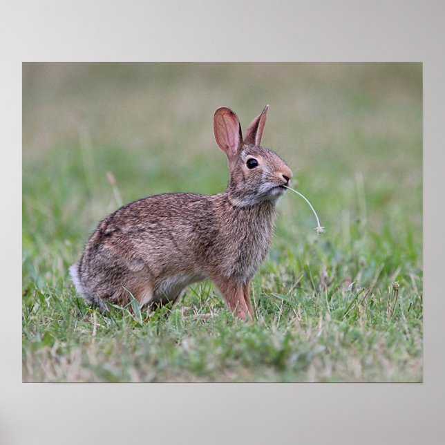 Poster Lapin sauvage (Devant)