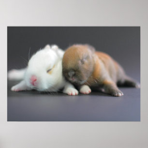 Poster Lapins nains du Pays-Bas
