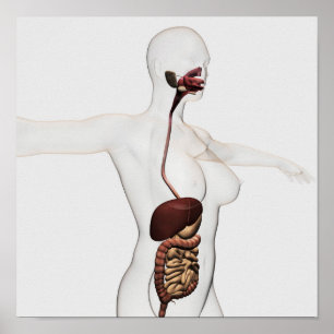 Poster L'appareil digestif humain 1