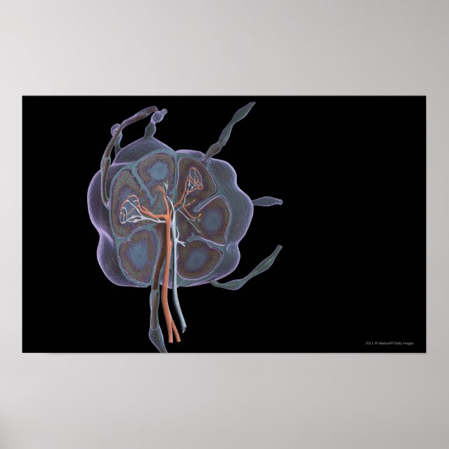 Poster L'apparence d'un ganglion lymphatique (Devant)