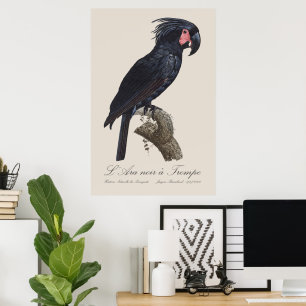 Poster L'Ara Noir a Trompe / Palm Cockatoo