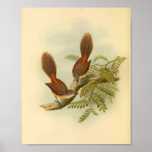 Poster Larat Fantail Flycatcher Red Bird Vintage Imprimer