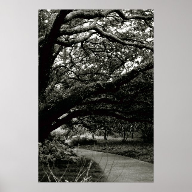 Poster L'arbre (Devant)