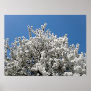 Poster L'arbre à pommes des neiges en fleurs