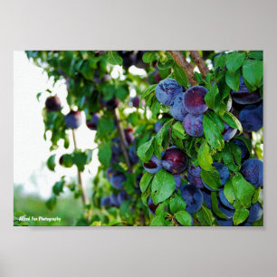Poster L'arbre à prunes pourpre