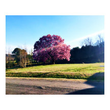 L'arbre à tulipes roses