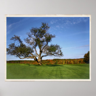Poster L'arbre de Topsmead