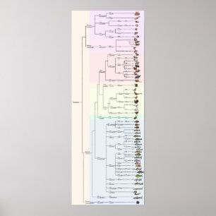 Poster L'arbre du yum : Animalia Print