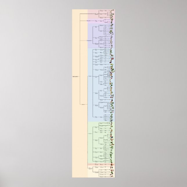 Poster L'arbre du yum : Plantae (Devant)